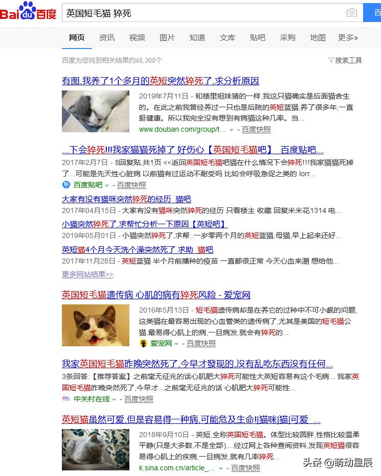 田园猫和品种猫哪个颜值更高,中华田园猫跟哪种品种猫配好看