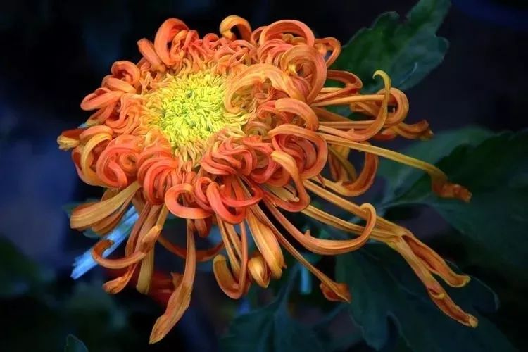 花中四君子菊花,花中四君子菊花的简介