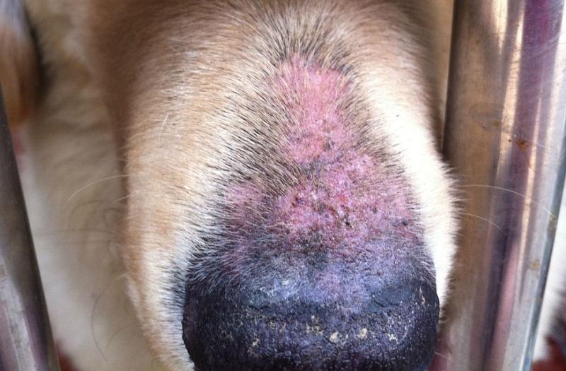 狗狗常见脚部皮肤病及治疗方法图,狗狗严重皮肤病治疗最佳方法