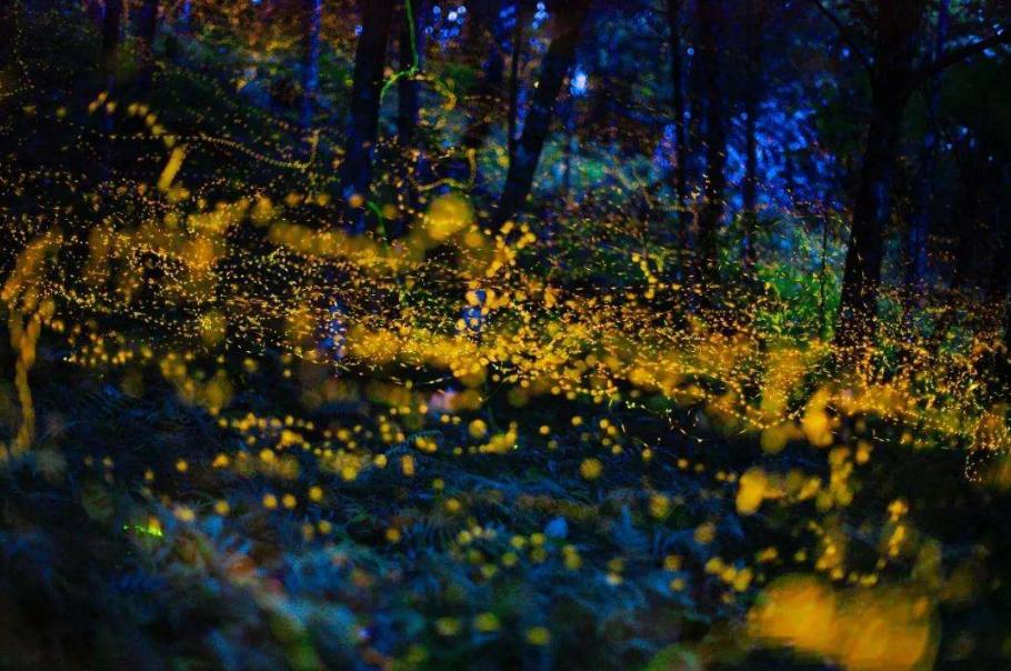 夏天夜晚描写萤火虫的诗句,描写夏天萤火虫翩翩飞舞的诗句