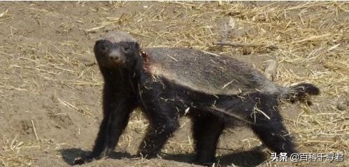 蜜獾的生存能力真有那么强吗,蜜獾为何无所畏惧