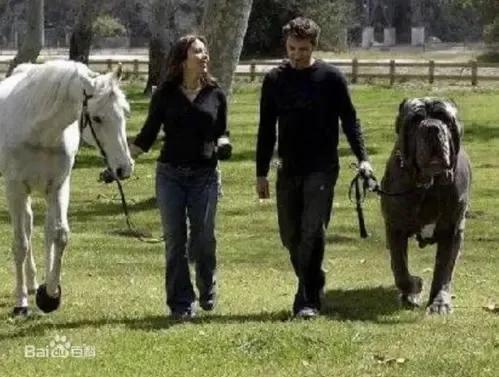 各国猛犬品种排名,各国品种猛犬