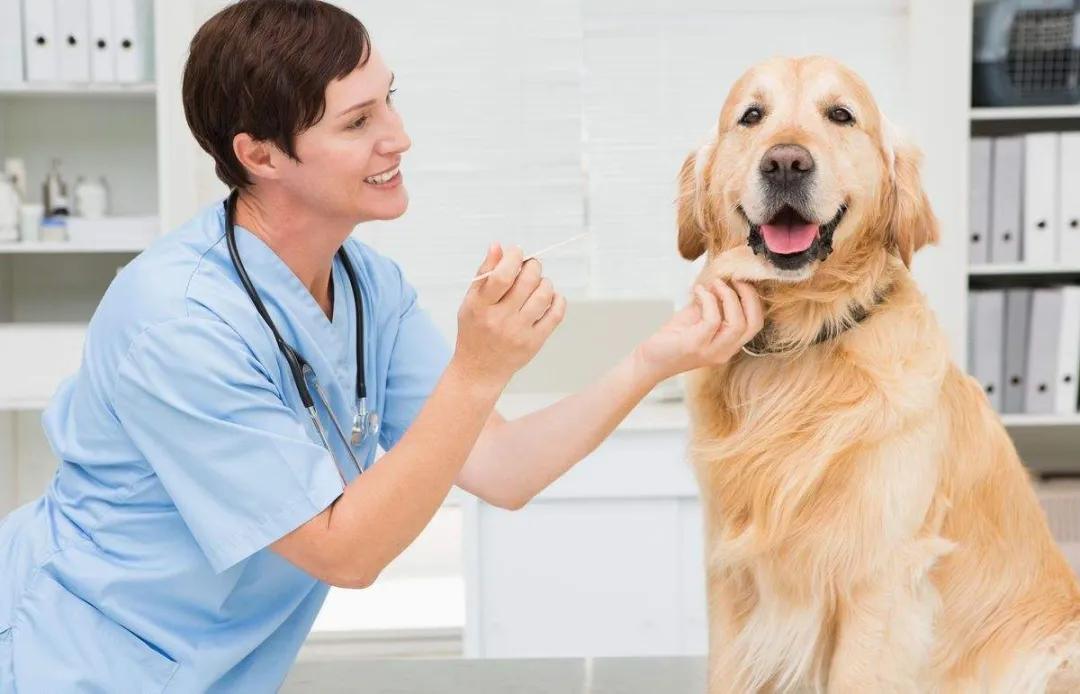 宠物医院看病如何防止被坑,小野猫去宠物医院检查多少费用