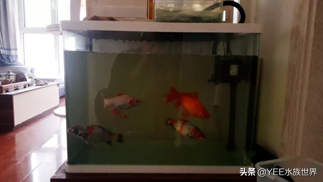 养鱼水浑用什么药,养鱼水浑