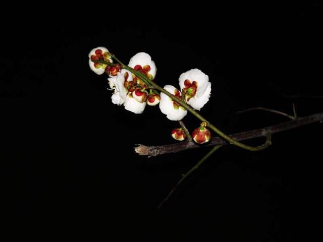 手拍世界（手机摄影平台）-群员作品集（总第584期）