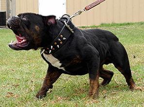 当你被狗狗攻击时该怎么办,被法国斗牛犬咬了