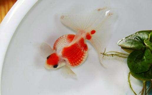 精品皮球珍珠金鱼图片,龙睛珍珠鳞金鱼