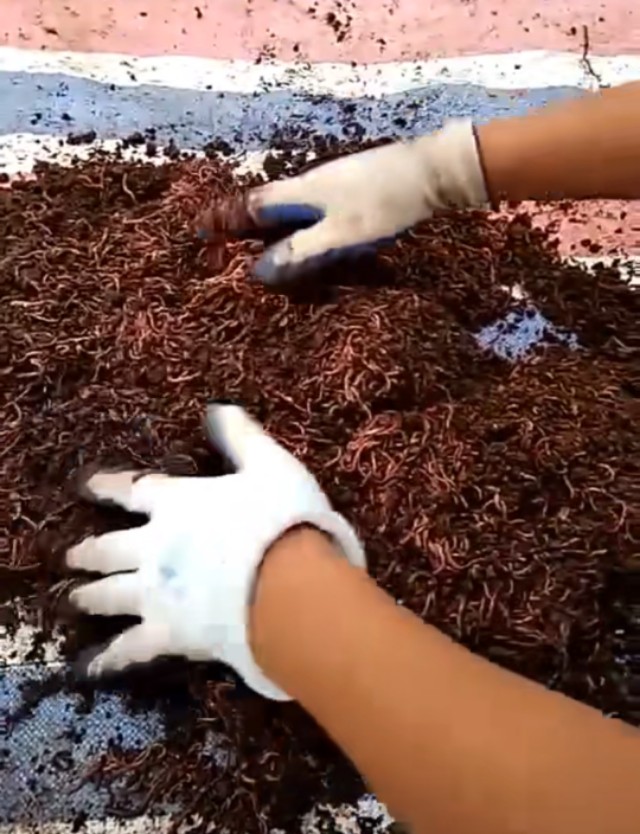 女大学生回家创业养上千头猪,北漂奶奶返乡创业高原养蚯蚓致富