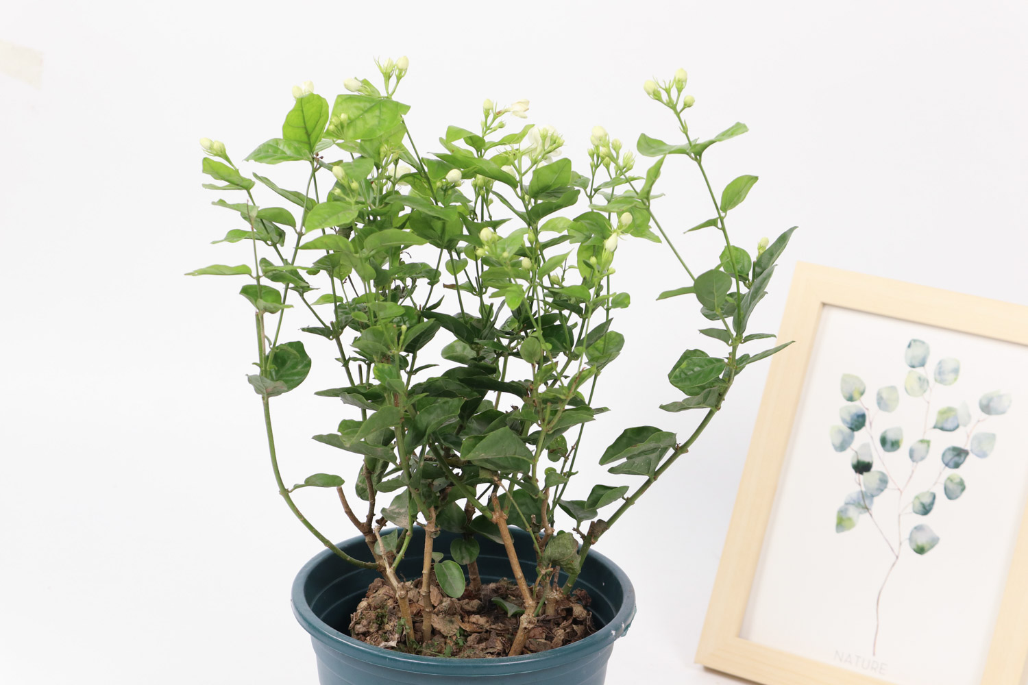 花卉冬季室内养殖,家庭花卉养殖方法和技巧图片