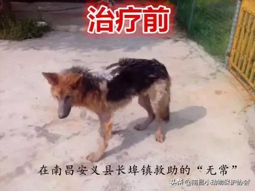 治疗狗皮肤病最见效的药,狗子皮肤病治愈全过程