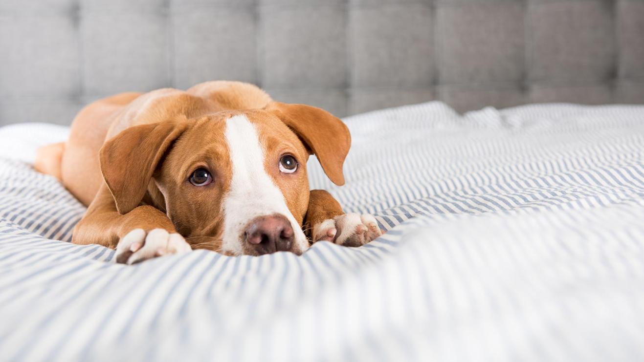 狗狗皮肤癌治疗方案,狗狗得皮肤癌的症状