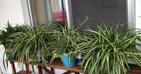 吊兰虽皮实，但有“几点”不可缺，做好叶片四季翠绿，折都折不断