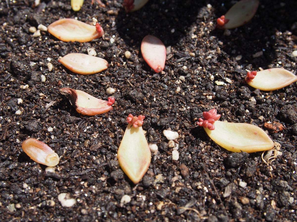 叶插后叶子怎么办,叶插出芽后怎么处理