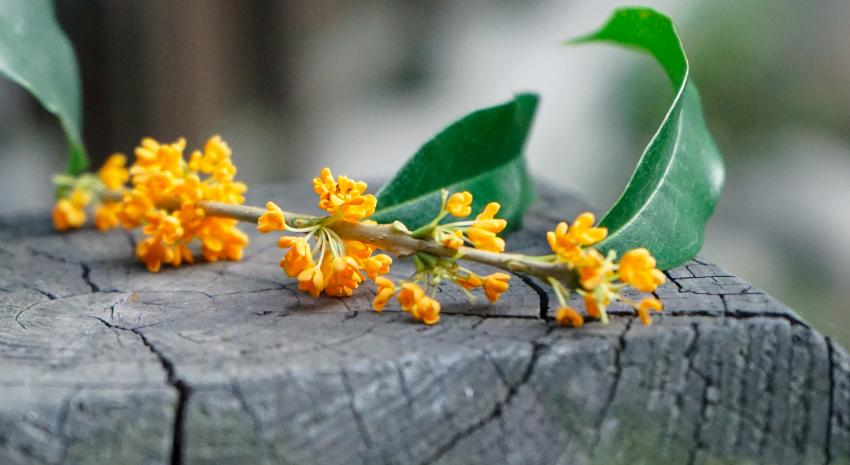 独占三秋压群芳,独占三秋压众芳何咏橘绿与橙黄