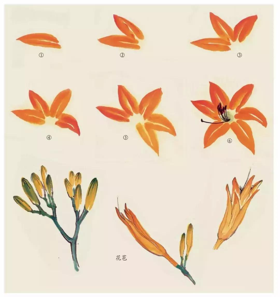 国画团扇花卉画法,国画中常见花卉的画法