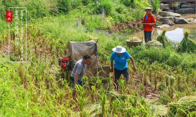 渝北周边采摘推荐,渝北茨竹附近采摘园