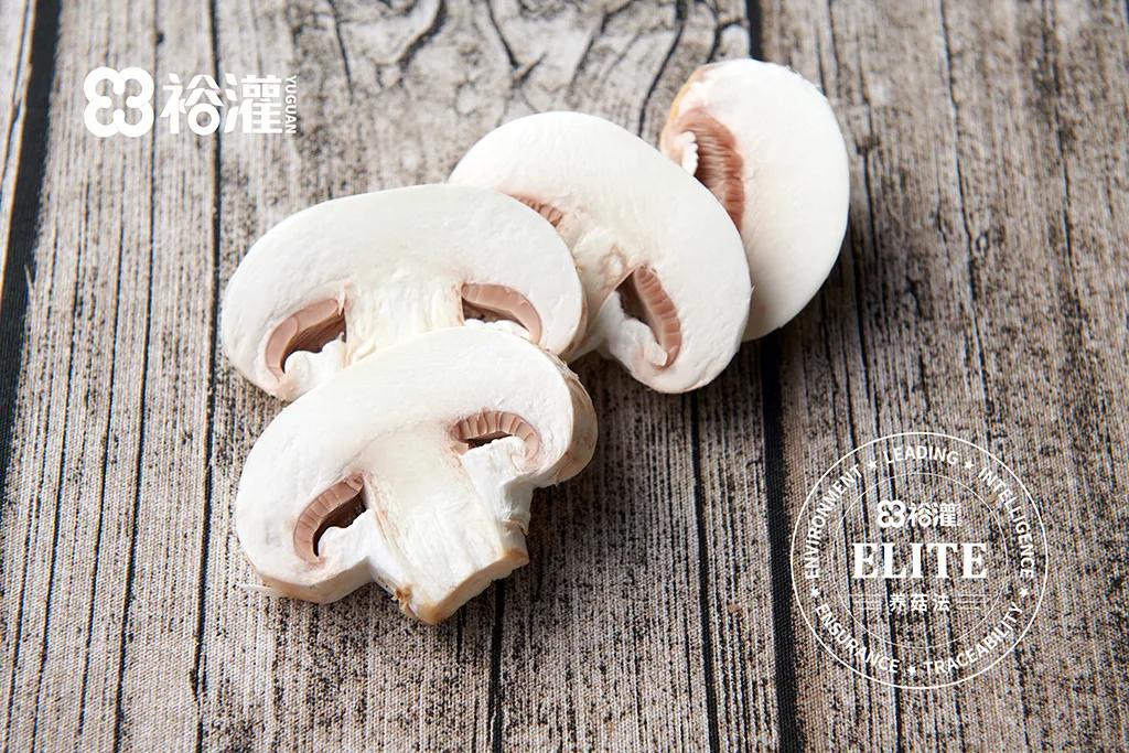 山海情里面的蘑菇是什么菇,山海情中的蘑菇是什么品种