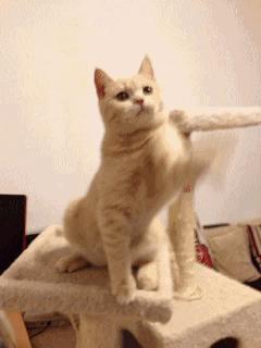 疫情期间，我家猫却发情了，我该怎么办？