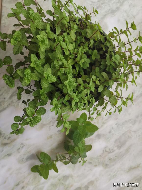 室内养几盆薄荷对人体有好处吗,薄荷在室内怎样养的漂亮