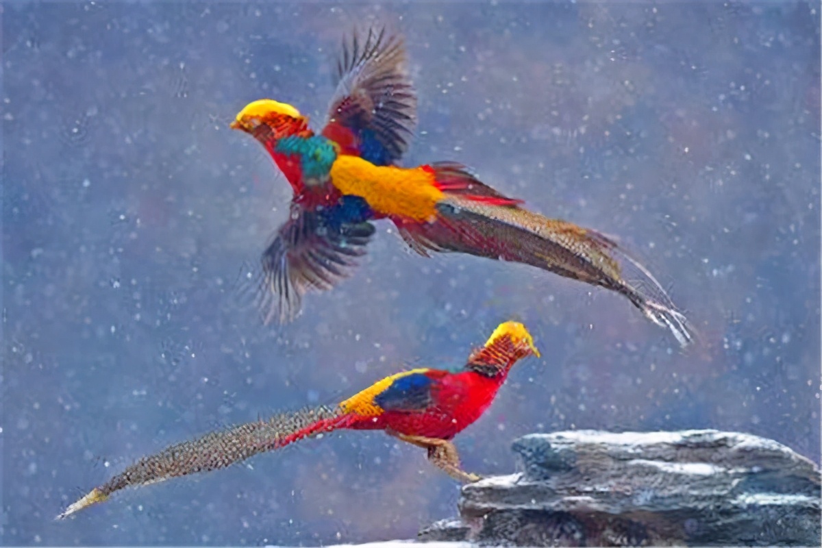 美国国鸟白头海雕英文介绍简单,美国的国鸟是白头海雕对还是错