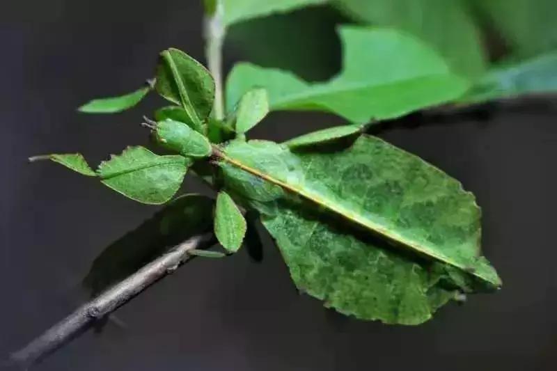 爆火广州溜娃圈的网红双展，宠粉价¥39.9买一送一！劲省二百多元