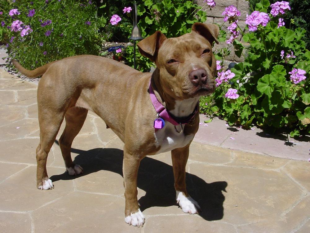 大白处理宠物狗,大白宠物泪痕