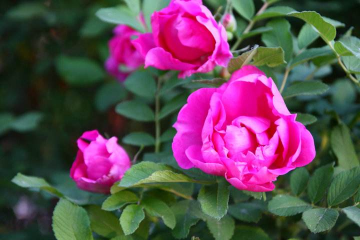 回忆鲁迅先生教案简案,回忆鲁迅先生优秀教案两课时