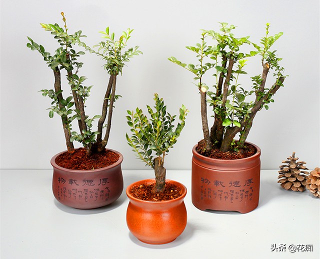 小叶紫檀的盆栽是真的么,小叶紫檀盆栽和黑骨茶盆栽的区别