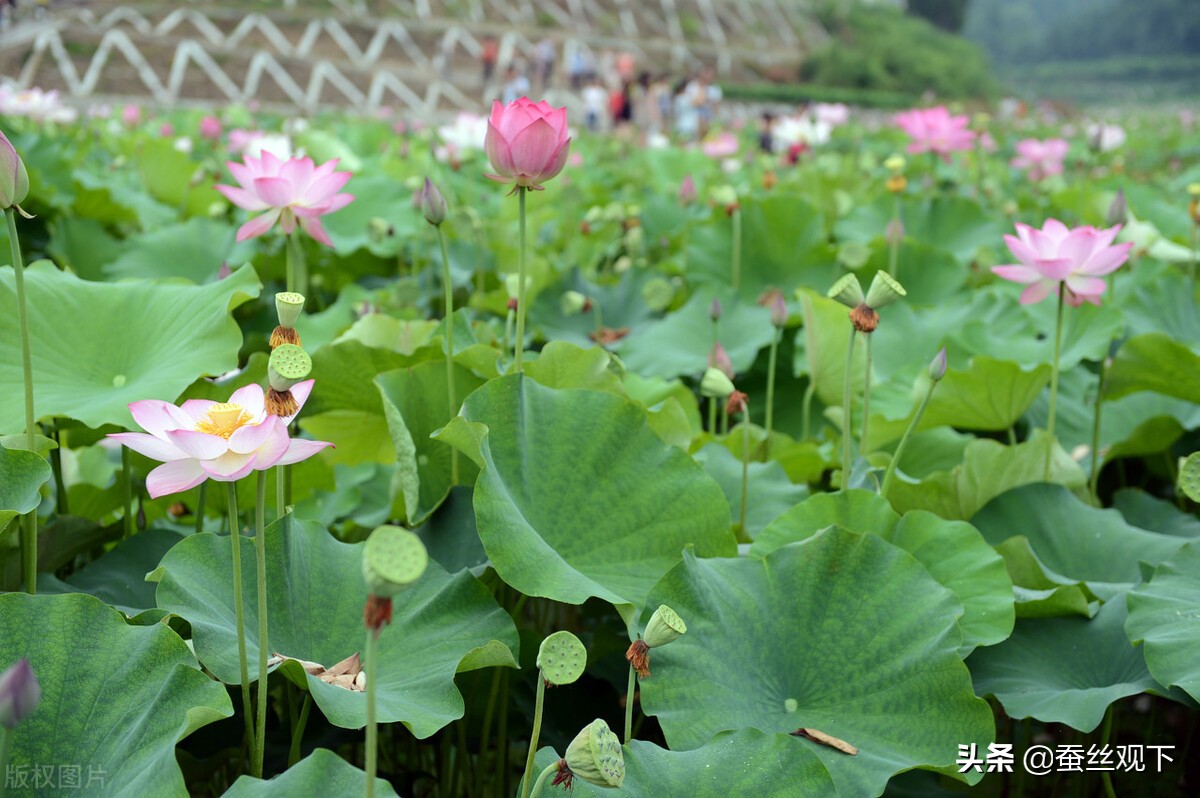 南充和达州谁会成为经济副中心,达州南充两个城市谁的发展前途大