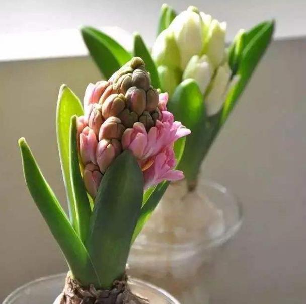 风信子开完花后烂杆,风信子枯萎了如何救活