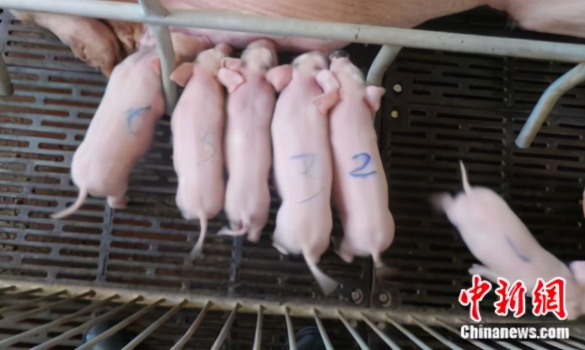 猪坚强为什么不能站立了,猪坚强为何上热门