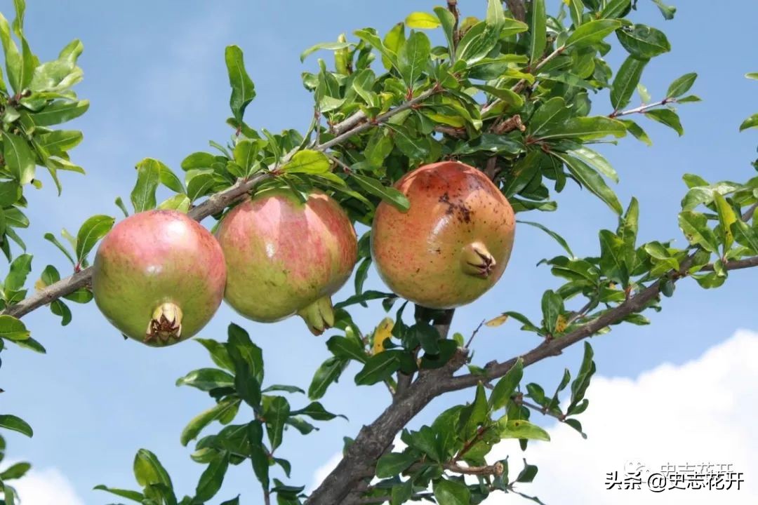 又到九月的时候图片,又到九月的图片