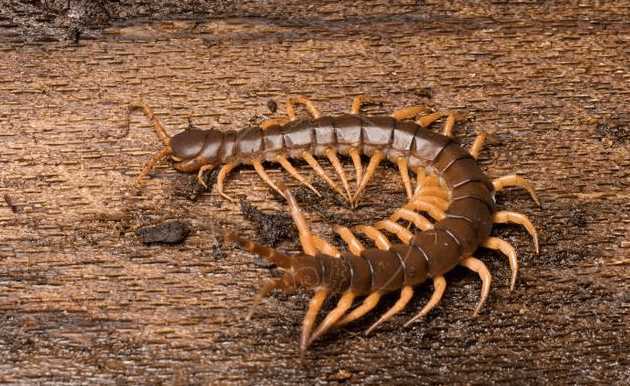 世界上最毒的蜈蚣排行,毒蜈蚣十大排行榜