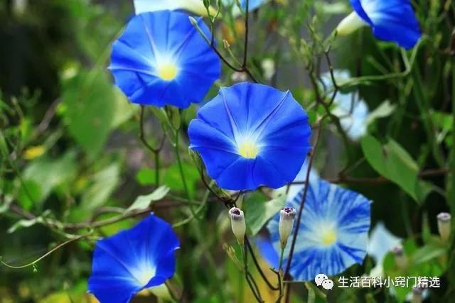 适合阳台盆栽暴晒的爬藤植物,适合阳台暴晒的花爬藤