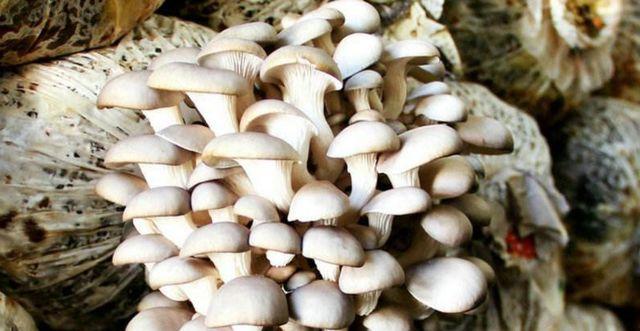 农村种植赚钱小技巧,农村60岁种植什么最赚钱