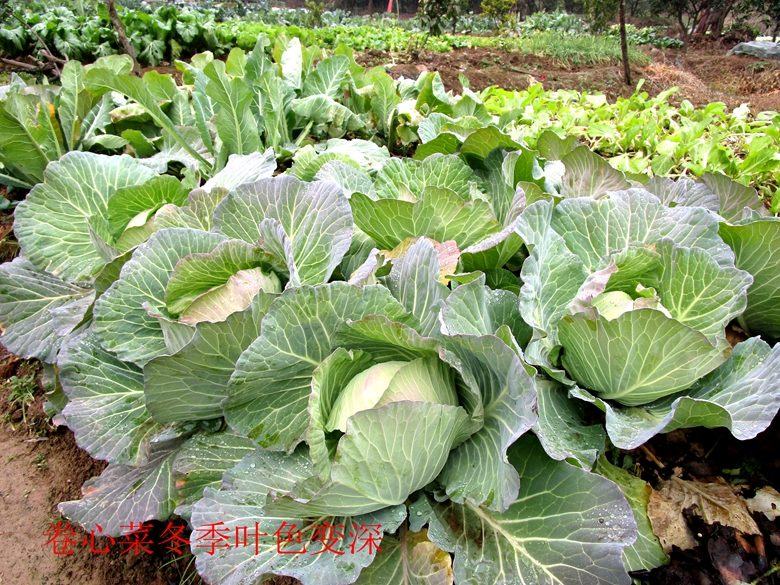 甘蓝菜档案介绍,卷心菜的储存方法