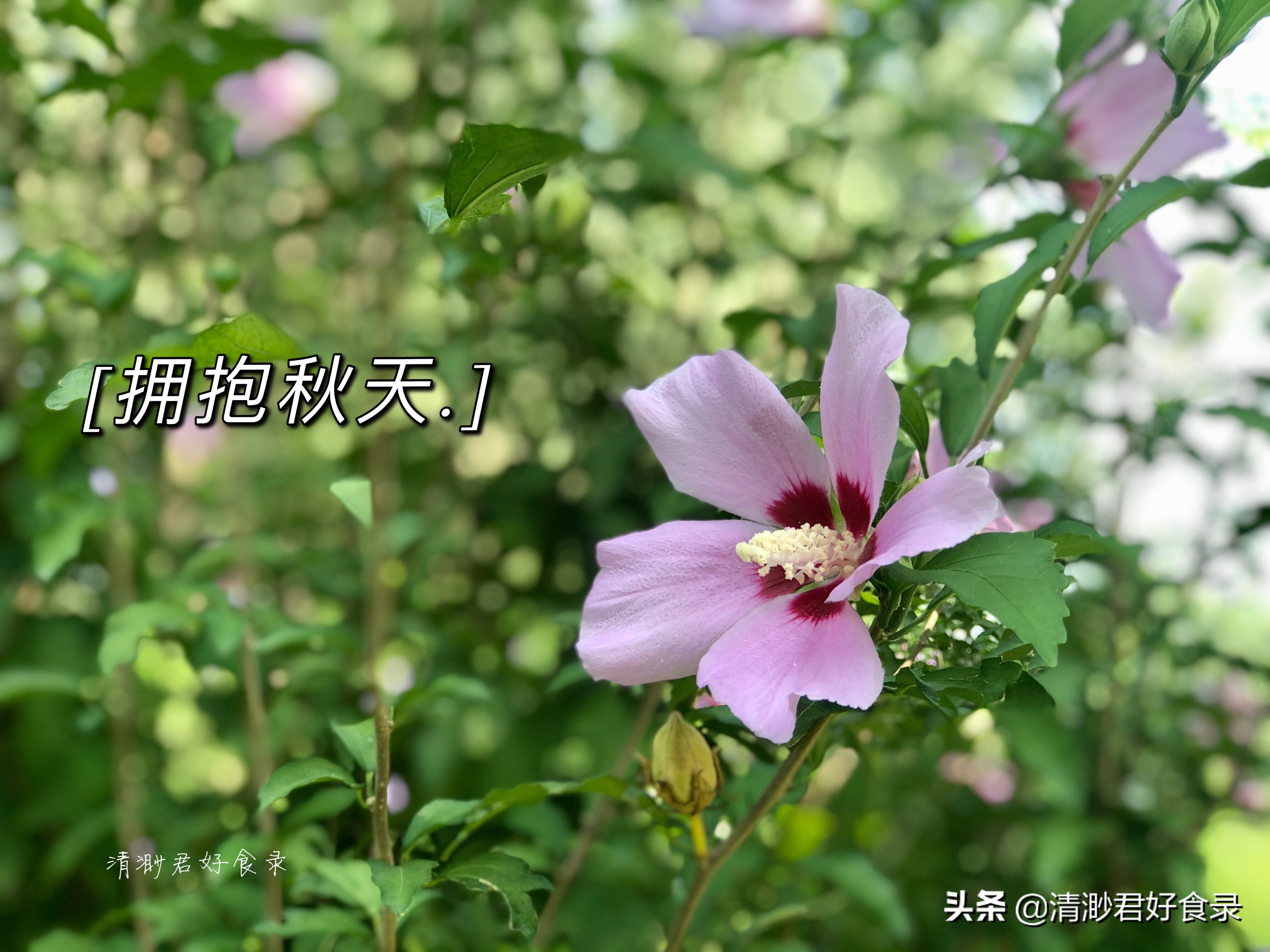 秋天多吃这5宝养人又润燥,入秋后最为滋补的五宝你吃了么