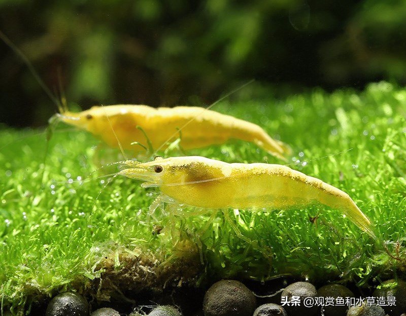 养鱼养五条有什么讲究介绍,养鱼养7条有什么意义