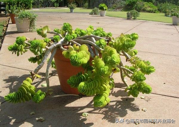 金钱木叶子发黄发软掉叶怎么回事,多肉金钱木叶子发黄发软枝干变细