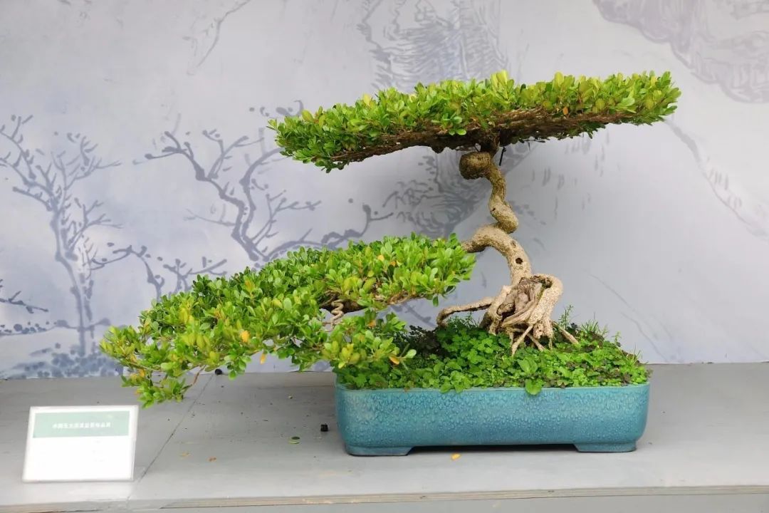 「内部泄密」最近一个月成交量最高的十大树种排行榜