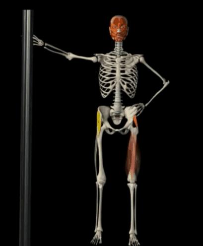 体态骨盆后倾怎么办,体态骨盆倾斜怎么矫正