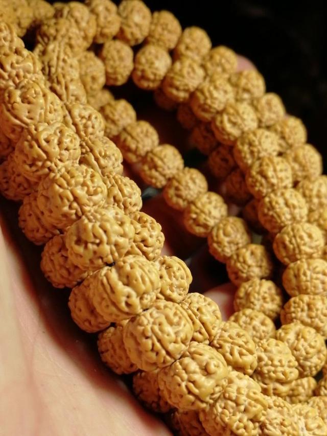 玩金刚菩提的9大误区,金刚菩提的基本知识