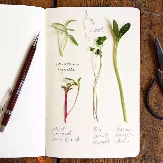 如何用手账本做一篇漂亮的手账,青春专属手帐