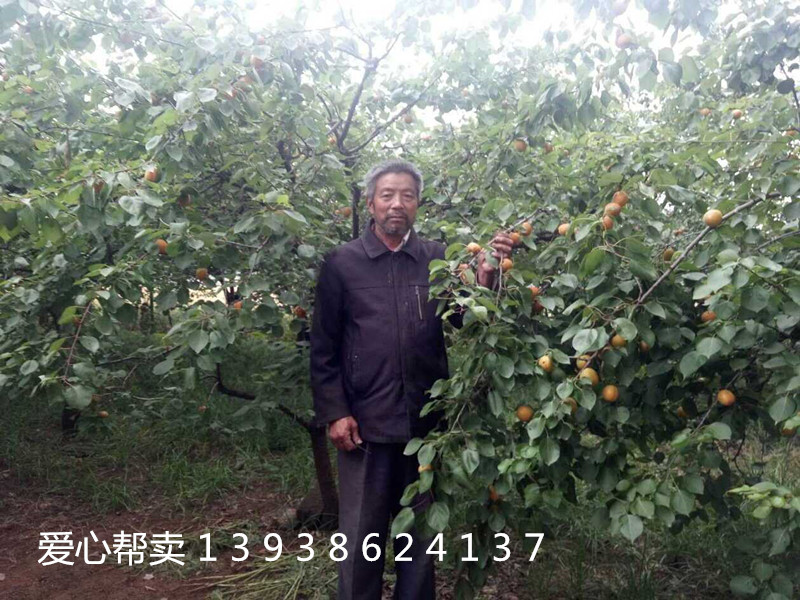 麦黄时节杏儿熟诗歌,麦收时节杏儿黄上一句