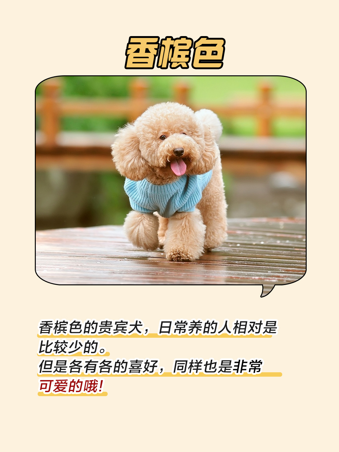 贵宾犬颜色哪个最好,贵宾犬颜色