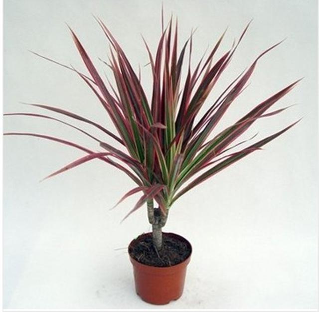 店铺摆什么植物生意好,做生意摆放植物哪些最好