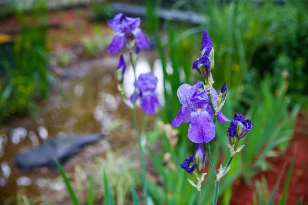 雨水花园植物区,雨水花园水生植物