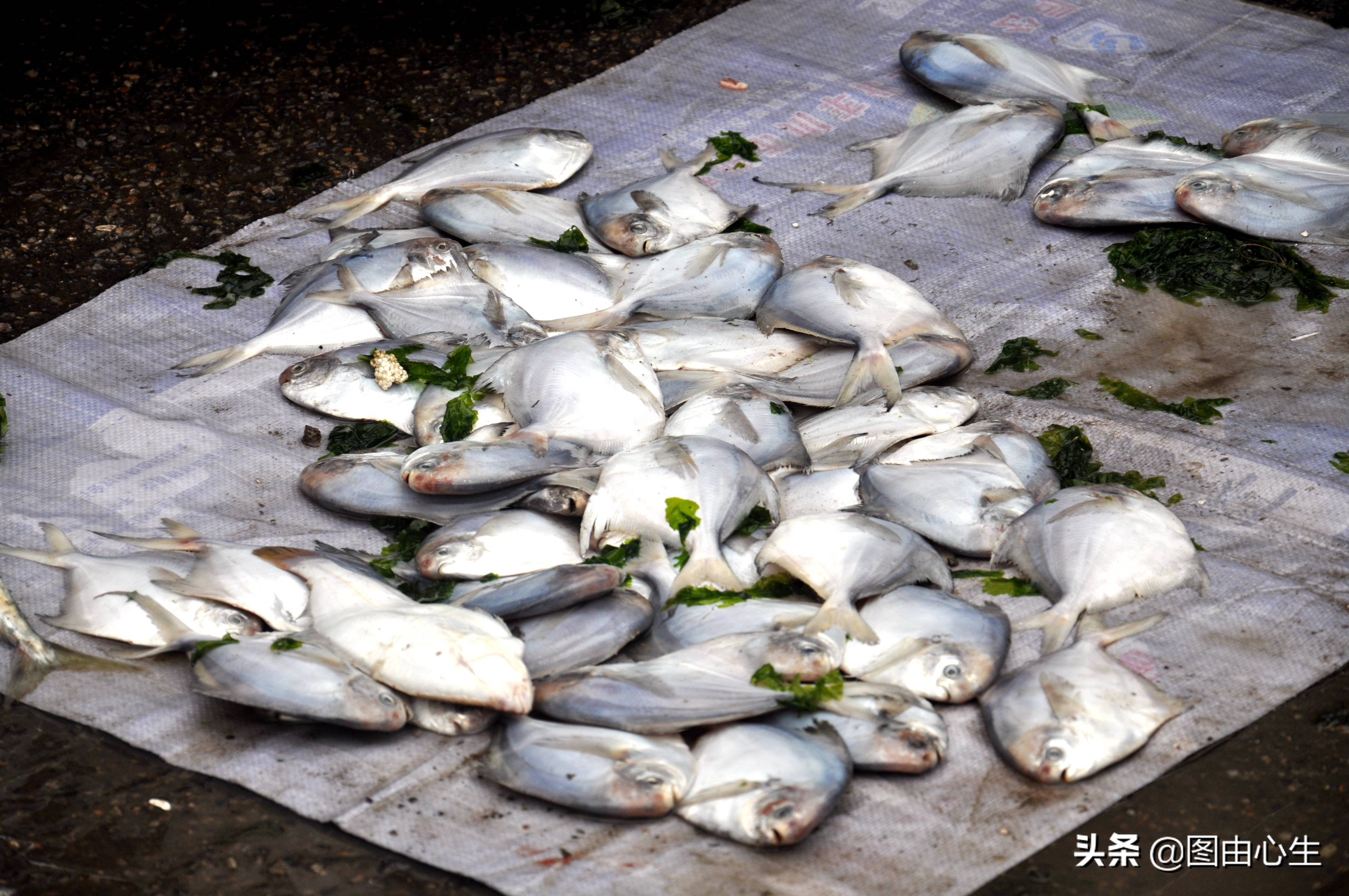 节后生意开忙，青岛批发大虾老板凌晨3点起床，十年买了三套房