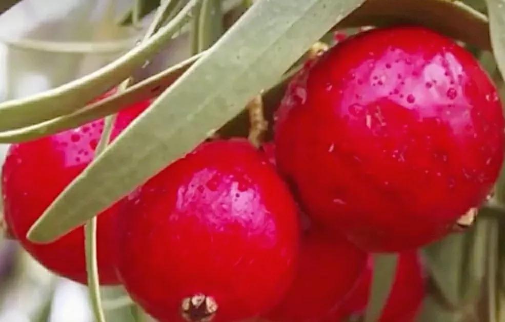 各种蔬菜水果祖先的样子,各种蔬菜祖先