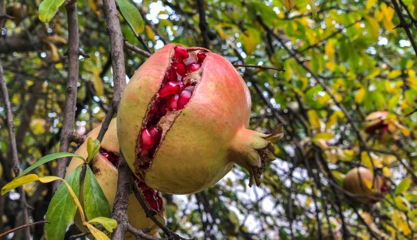 如何防治石榴裂果,石榴裂果防治视频